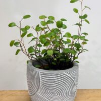 ridge rustic concrete planter for 6cm pots