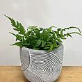 ridge rustic concrete planter for 6cm pots