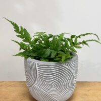 ridge rustic concrete planter for 6cm pots