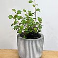 ridge rustic concrete planter for 6cm pots