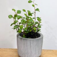 ridge rustic concrete planter for 6cm pots