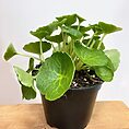 img 4161