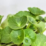 Umbilicus Rupetris Pennywort Money Plant 12cm pot