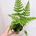 img 4163
