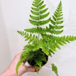 Pteris Fauriei Japanese Brake Fern 8cm pot
