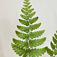 img 4164