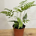 img 4165