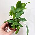 blue star fern phlebodium aureum 7cm pot