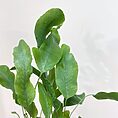 blue star fern phlebodium aureum 7cm pot