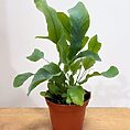 blue star fern phlebodium aureum 7cm pot