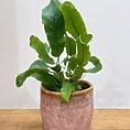 blue star fern phlebodium aureum 7cm pot