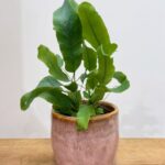 Blue Star Fern Phlebodium Aureum 5cm pot