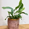 blue star fern phlebodium aureum 7cm pot