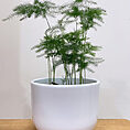 blue star fern phlebodium aureum 7cm pot