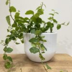 Minimalistic White Ceramic Planter For 11cm pots