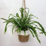 White Strip Rustic Hanging Basket For 14cm pot