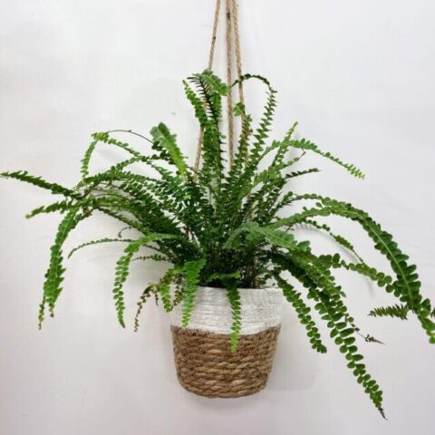 blue star fern phlebodium aureum 7cm pot