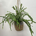 blue star fern phlebodium aureum 7cm pot