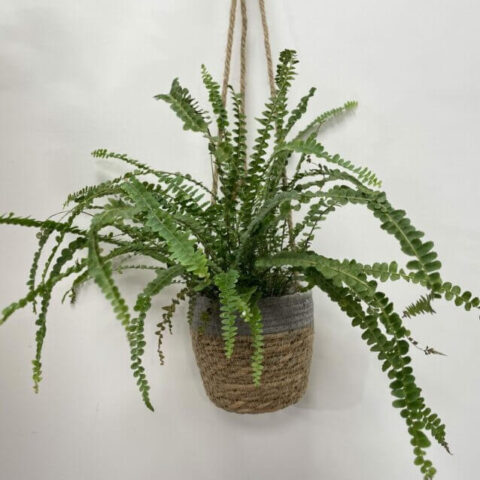 blue star fern phlebodium aureum 7cm pot