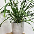 concrete industrial planter for 12cm pots