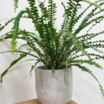 Concrete Industrial Planter For 12cm pots