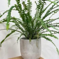 concrete industrial planter for 12cm pots