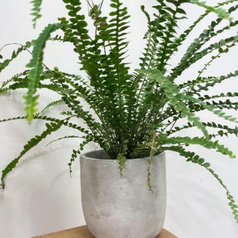 concrete industrial planter for 12cm pots