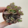 kalanchoe hortagel mother of millions 5cm