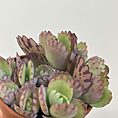 kalanchoe hortagel mother of millions 5cm