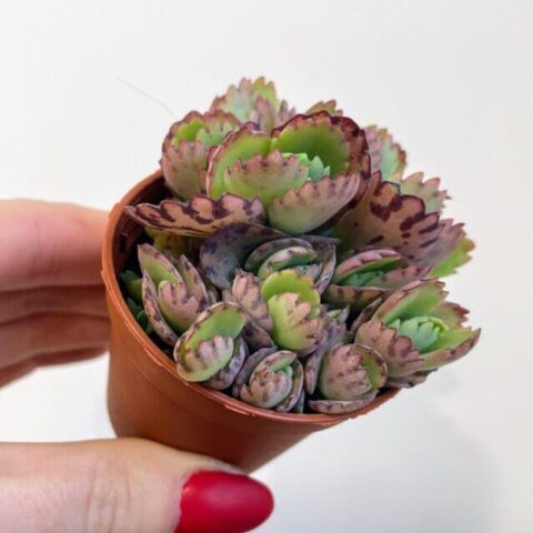 kalanchoe hortagel mother of millions 5cm