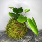 Giulia and Iain Kokedama Workshop