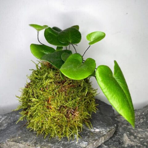 kokedama kit make your own levitating garden