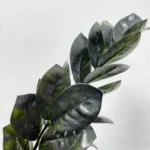 Black Raven ZZ Emerald Palm Plant
