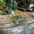 queen head gold lips concrete white planter for 12cm pot