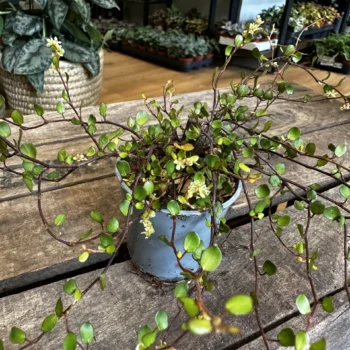 Muehlenbeckia Complexa Angel Vibe Fern 6cm pot Hanging & Trailing 5cm plant