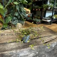 queen head gold lips concrete white planter for 12cm pot