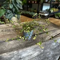 queen head gold lips concrete white planter for 12cm pot