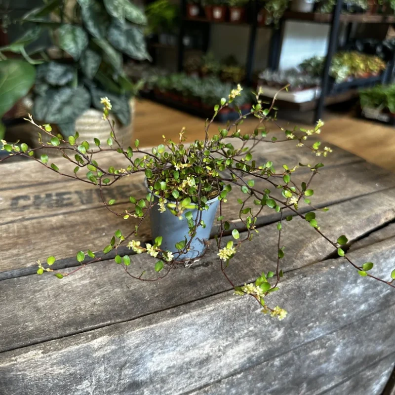 queen head gold lips concrete white planter for 12cm pot queen head gold lips concrete white planter for 12cm pot