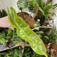scindapsus pictus argyraeus satin pothos 12cm pot