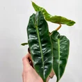 scindapsus pictus argyraeus satin pothos 12cm pot