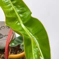 scindapsus pictus argyraeus satin pothos 12cm pot