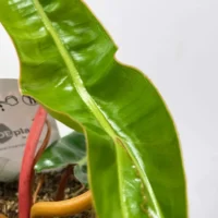 scindapsus pictus argyraeus satin pothos 12cm pot