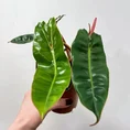 scindapsus pictus argyraeus satin pothos 12cm pot