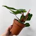 scindapsus pictus argyraeus satin pothos 12cm pot