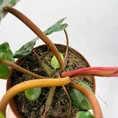 scindapsus pictus argyraeus satin pothos 12cm pot