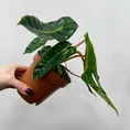 scindapsus pictus argyraeus satin pothos 12cm pot