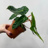 scindapsus pictus argyraeus satin pothos 12cm pot