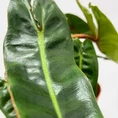 scindapsus pictus argyraeus satin pothos 12cm pot