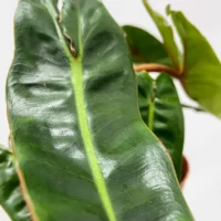 scindapsus pictus argyraeus satin pothos 12cm pot
