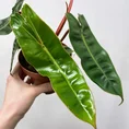 scindapsus pictus argyraeus satin pothos 12cm pot